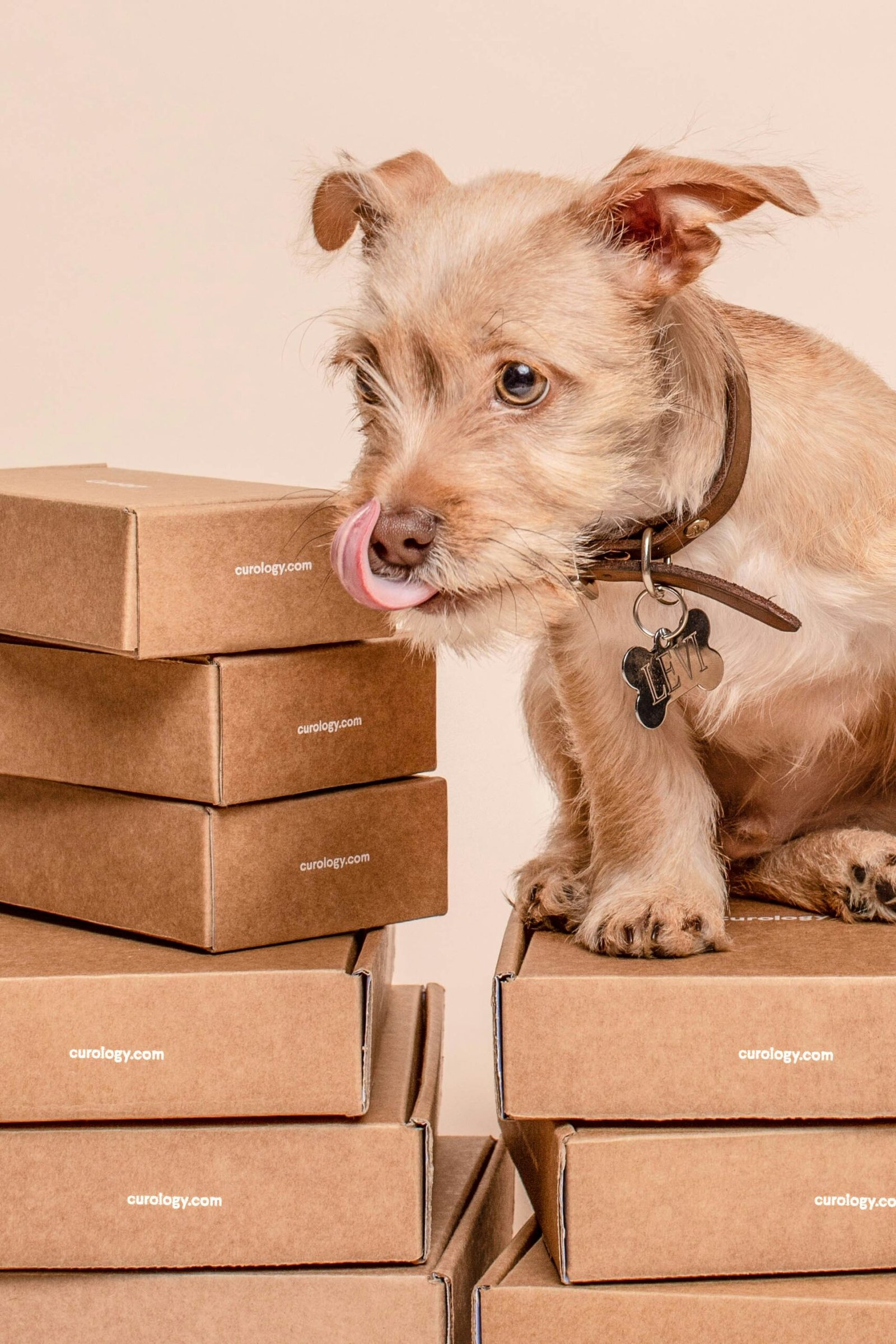 The Best Pet Subscription Boxes of 2025: Toys, Treats, and More